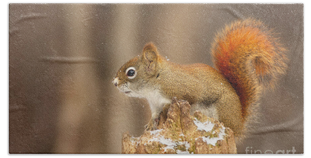 Algonquin Beach Towel featuring the photograph North American red squirrel in winter by Mircea Costina Photography