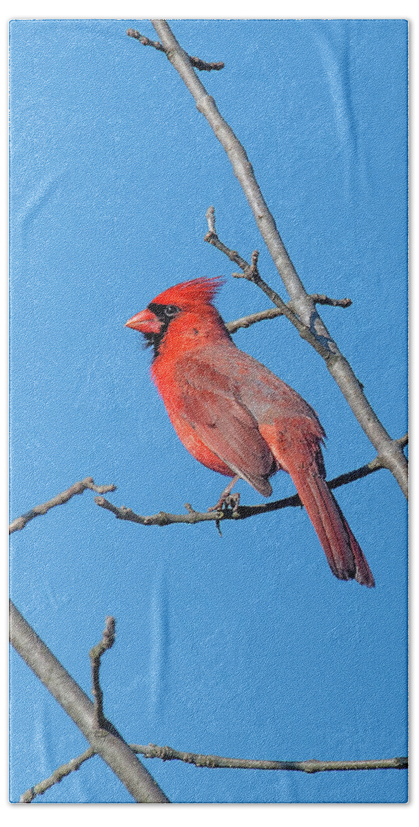 Nature Beach Towel featuring the photograph Northern Cardinal DSB0272 by Gerry Gantt