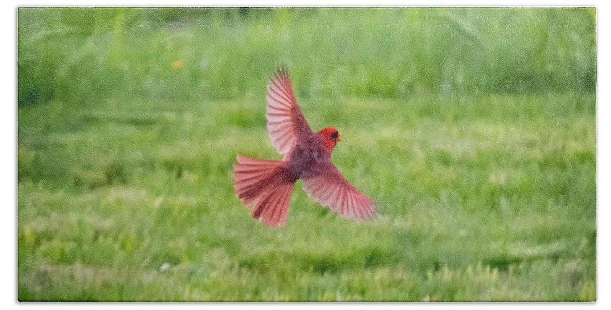 Northern Cardinal Beach Towel featuring the photograph Northern Cardinal in Flight by Holden The Moment