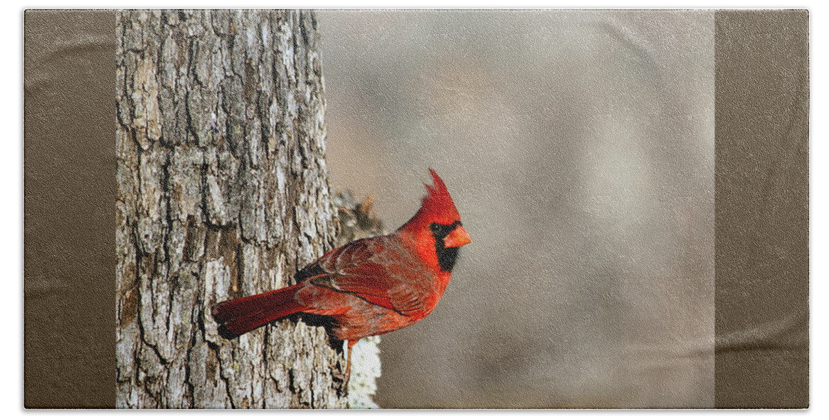 Nature Beach Sheet featuring the photograph Northern Cardinal on Tree by Sheila Brown