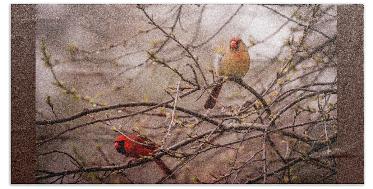 Terry D Photography Beach Towel featuring the photograph Northern Cardinal Pair in Spring by Terry DeLuco