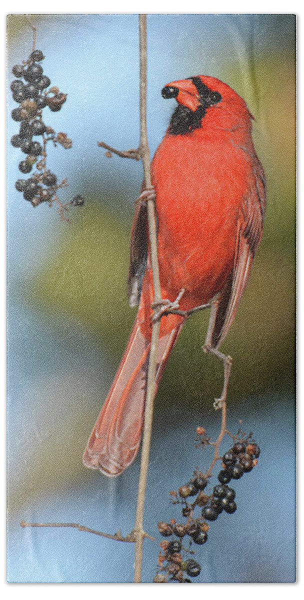 Bird Beach Sheet featuring the photograph Northern Cardinal with Berry by Alan Lenk