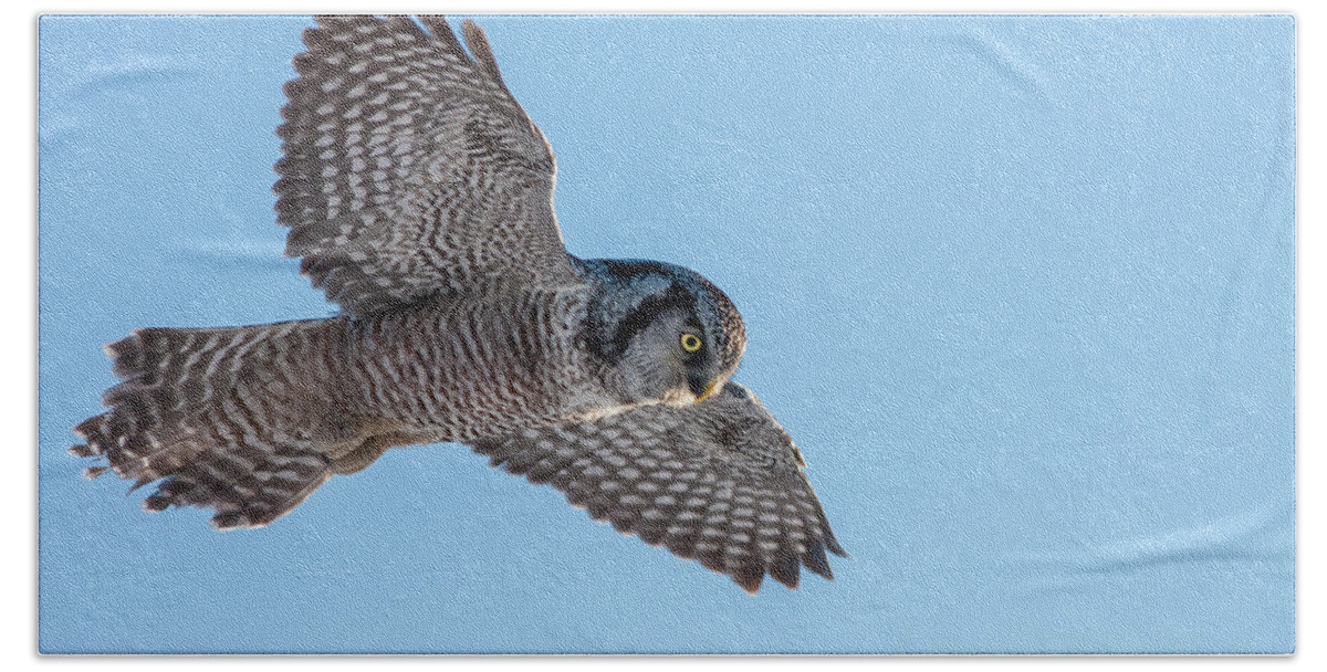 Animal Beach Sheet featuring the photograph Northern Hawk Owl hunting by Mircea Costina Photography