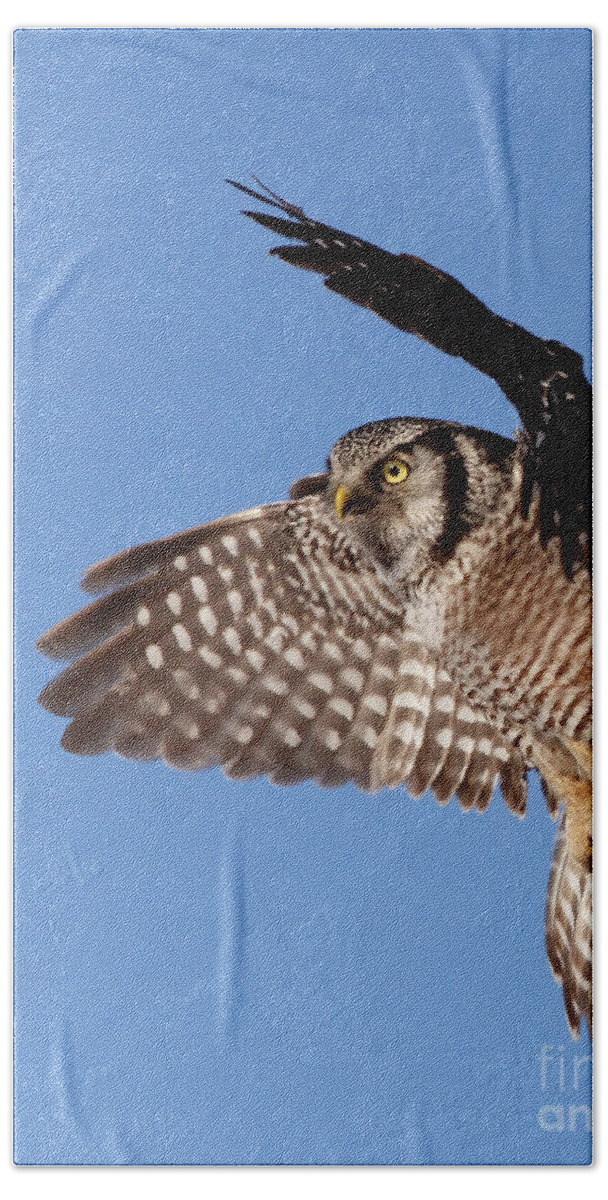 Animal Beach Sheet featuring the photograph Northern Hawk Owl by Mircea Costina Photography