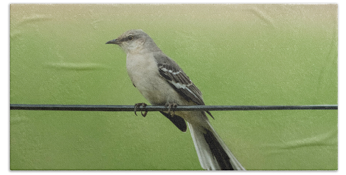 Bird Beach Towel featuring the photograph Northern Mockingbird by Holden The Moment