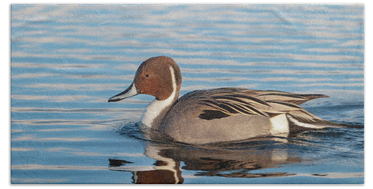Mark Miller Photos Beach Towel featuring the photograph Northern Pintail by Mark Miller