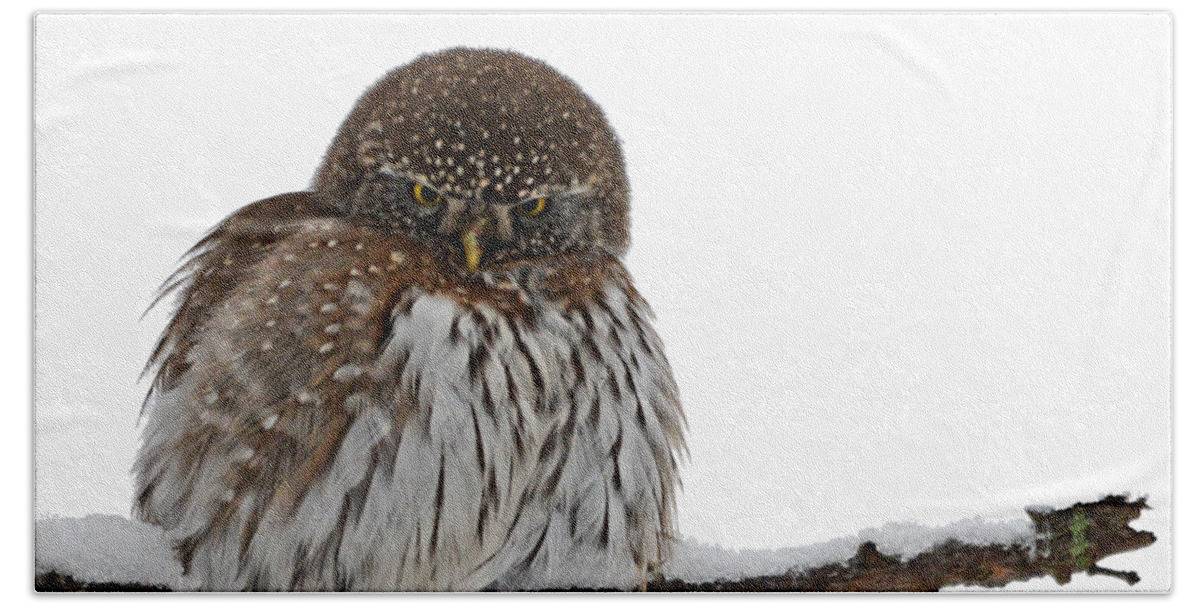 Owl Beach Towel featuring the photograph Northern Pygmy Owl 2 by Whispering Peaks Photography