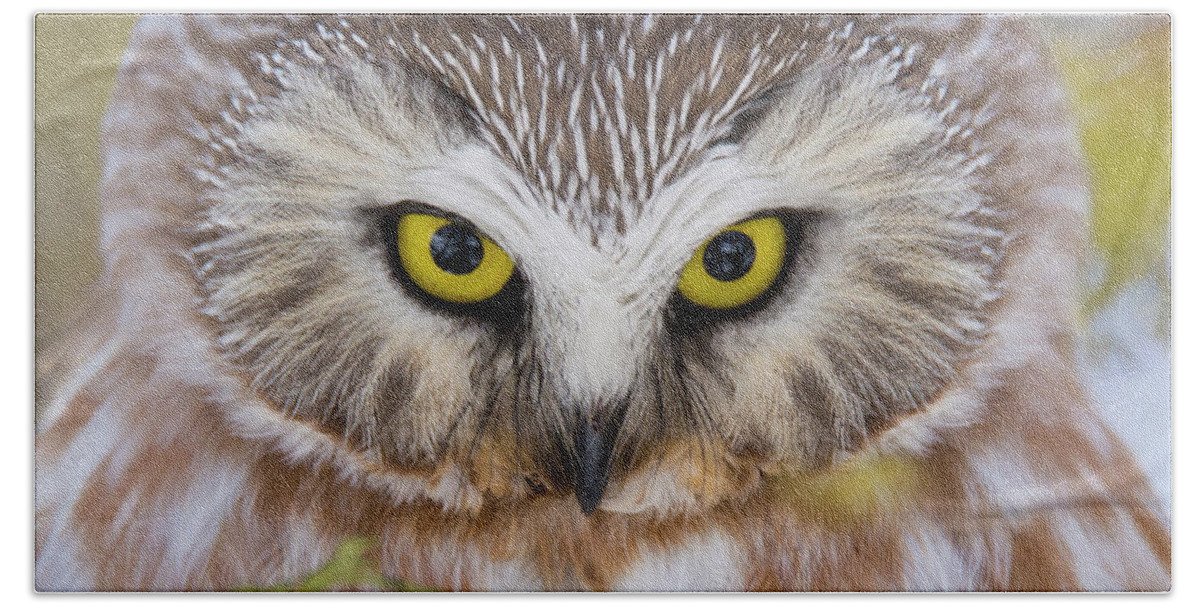 Northern Saw-whet Owl Beach Sheet featuring the photograph Northern Saw-whet Owl Portrait by Mircea Costina Photography