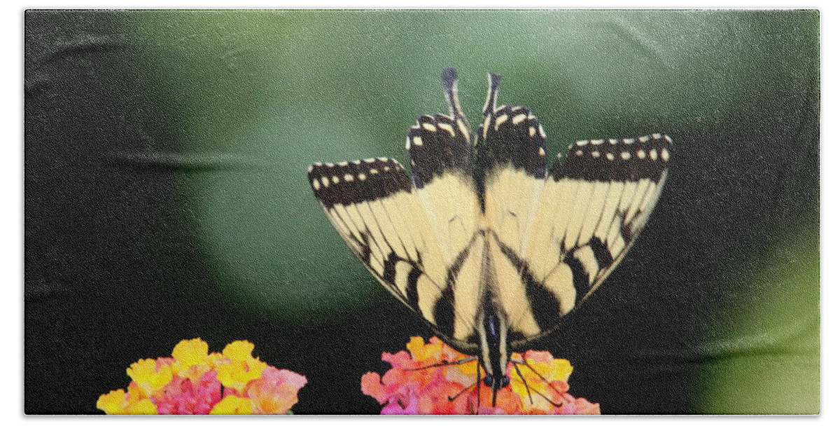 Tiger Swallowtail Beach Towel featuring the photograph Nose Dive by Living Color Photography Lorraine Lynch