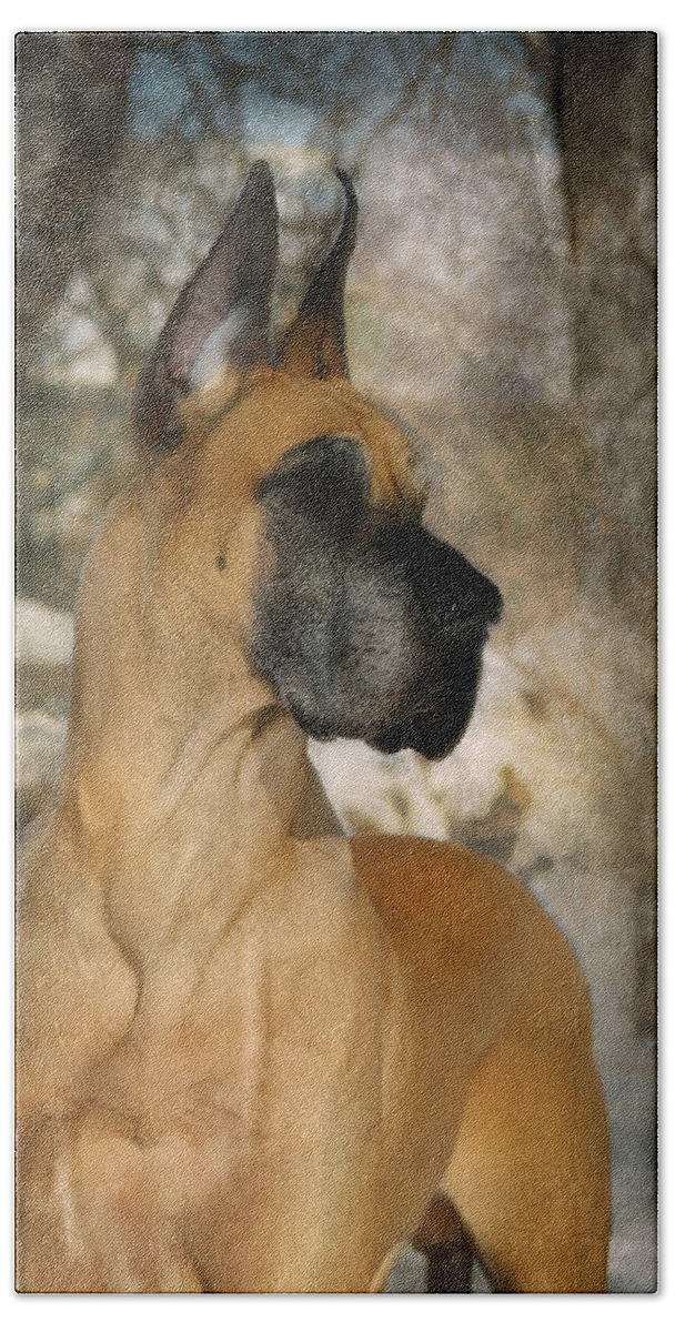 Great Dane Beach Towel featuring the photograph 'Notredanes Andre' by Fran J Scott