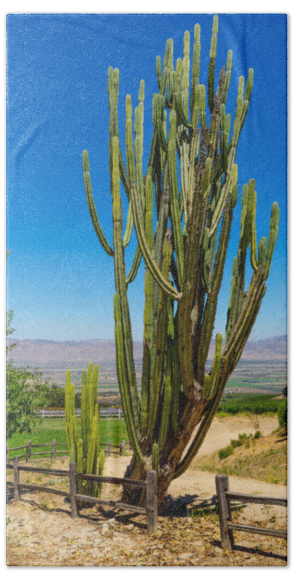 California Beach Towel featuring the photograph Now That's a Cactus by Derek Dean