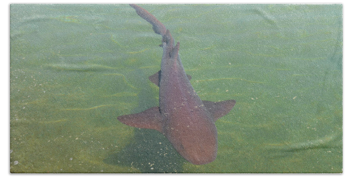 Dolphin Beach Sheet featuring the photograph Nurse Shark by Ken Figurski