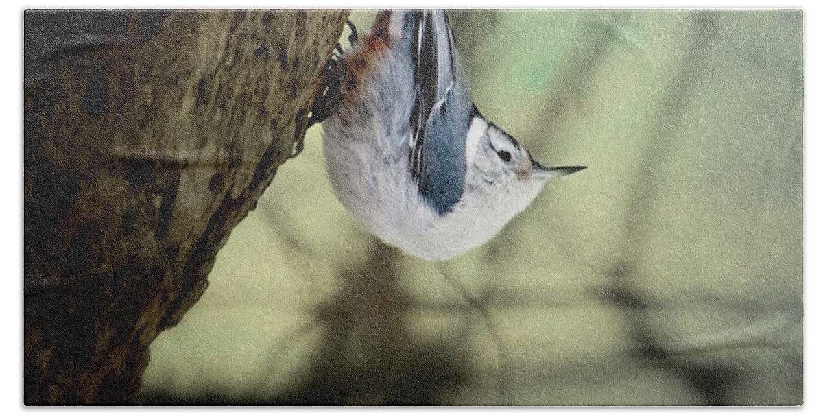 Birds Beach Towel featuring the photograph Nuthatch  by Al Mueller
