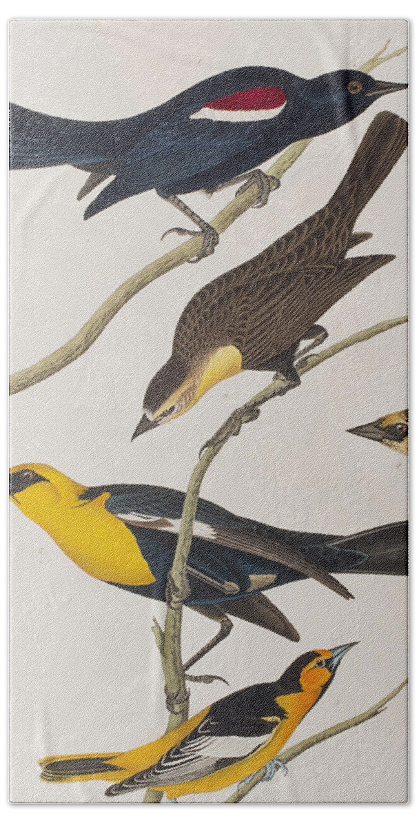 Oriole Beach Towel featuring the painting Nuttall's Starling Yellow-headed Troopial Bullock's Oriole by John James Audubon