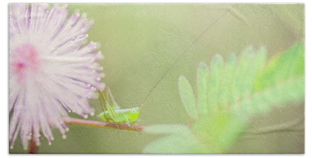Katydid Beach Towel featuring the photograph Nymph by Heather Applegate