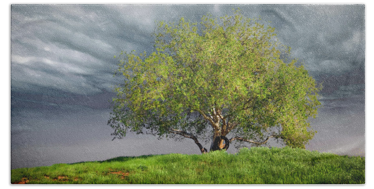 Oak Tree Beach Sheet featuring the photograph Oak Tree With Tire Swing by Endre Balogh