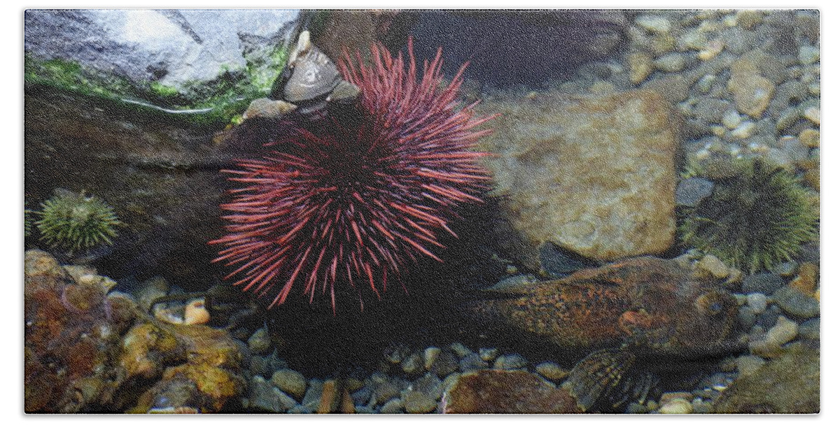 Underwater Beach Towel featuring the photograph Ocean Tide Pool by Jimmy Chuck Smith