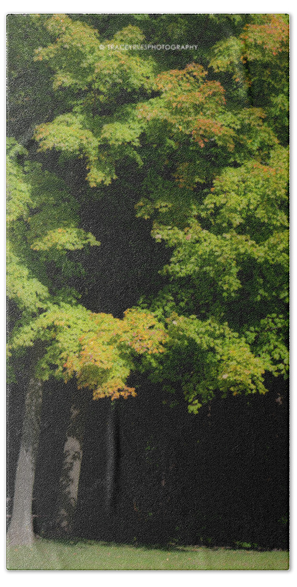 Fall Beach Towel featuring the photograph October Colors by Tracey Rees