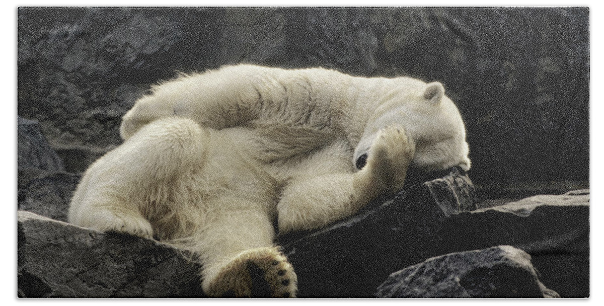 Polar Bear Beach Sheet featuring the photograph Oh What A Night Polar Bear by Michael Hubley