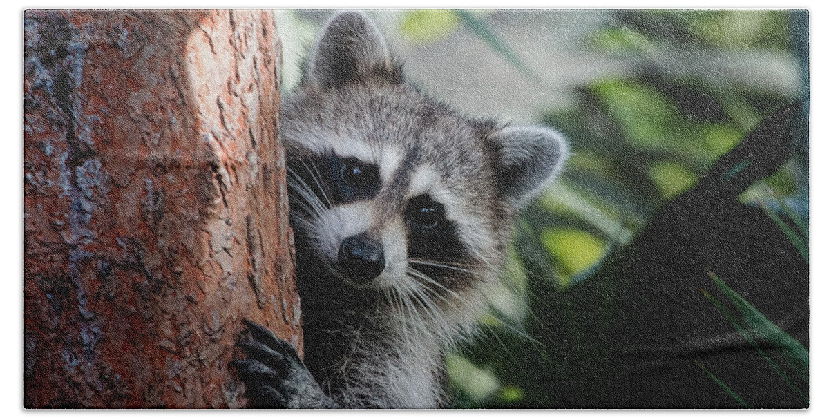 Florida Beach Towel featuring the photograph Okeeheelee Nature Center - Bandit the Raccoon - Getting a better View by Ronald Reid
