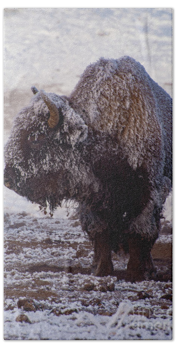 Yellowstone National Park Beach Towel featuring the photograph Old Frosty by Bob Phillips