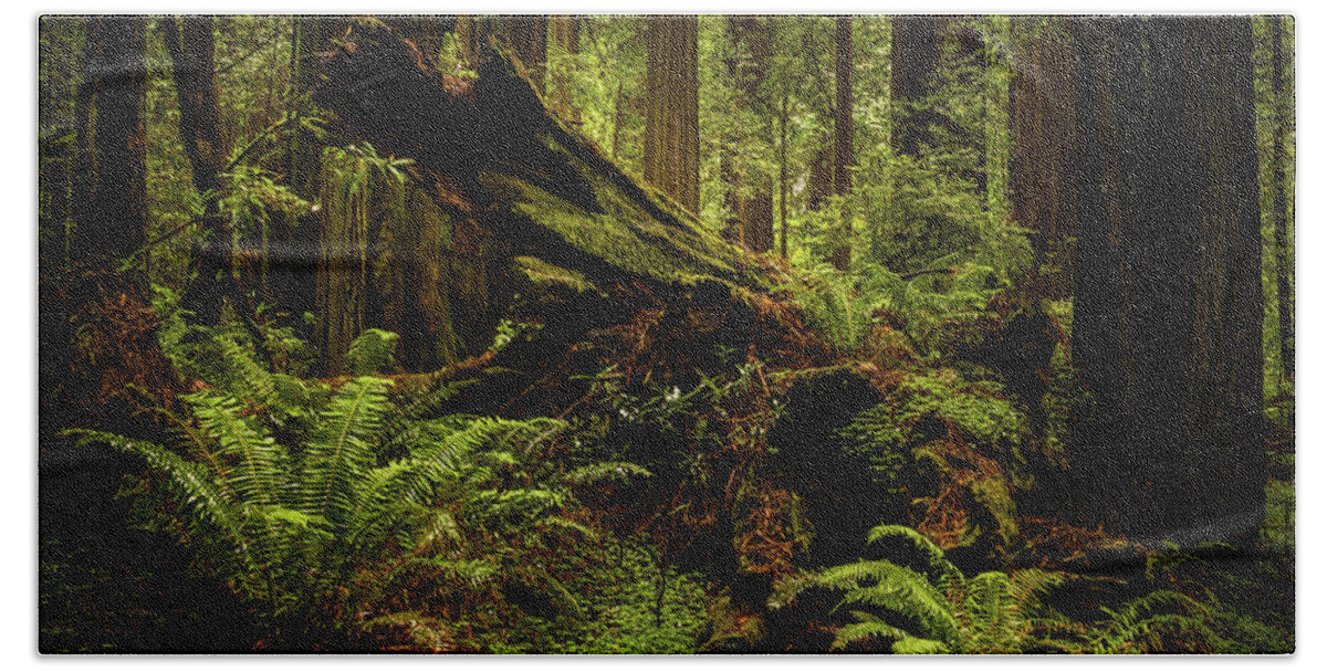 California's Redwood Forest Beach Towel featuring the photograph Old Growth Forest. Redwood National Park, California by TL Mair