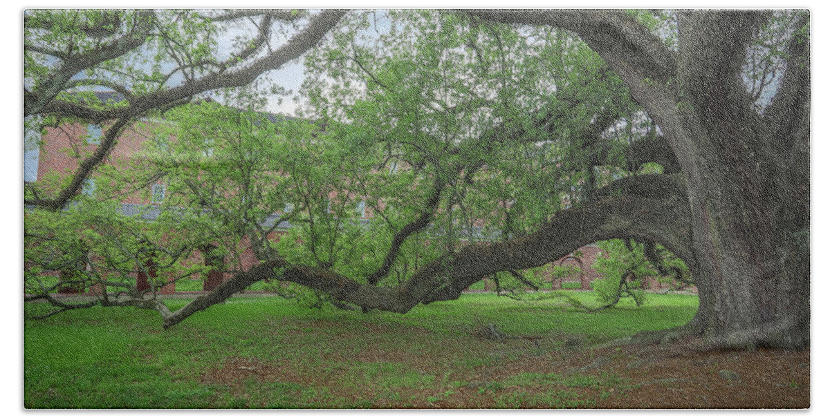 Ul Beach Sheet featuring the photograph Old Oak Tree by Gregory Daley MPSA