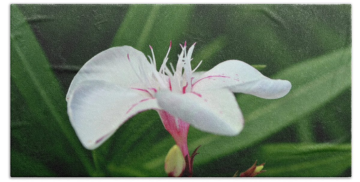 Oleander Beach Sheet featuring the photograph Oleander Harriet Newding 1 by Wilhelm Hufnagl