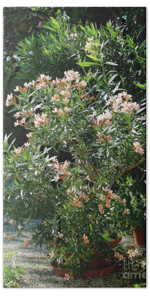 Oleander Beach Sheet featuring the photograph Oleander Petite Salmon 4 by Wilhelm Hufnagl