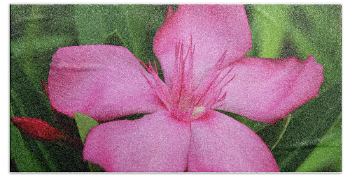 Oleande Beach Sheet featuring the photograph Oleander Professor Parlatore 2 by Wilhelm Hufnagl