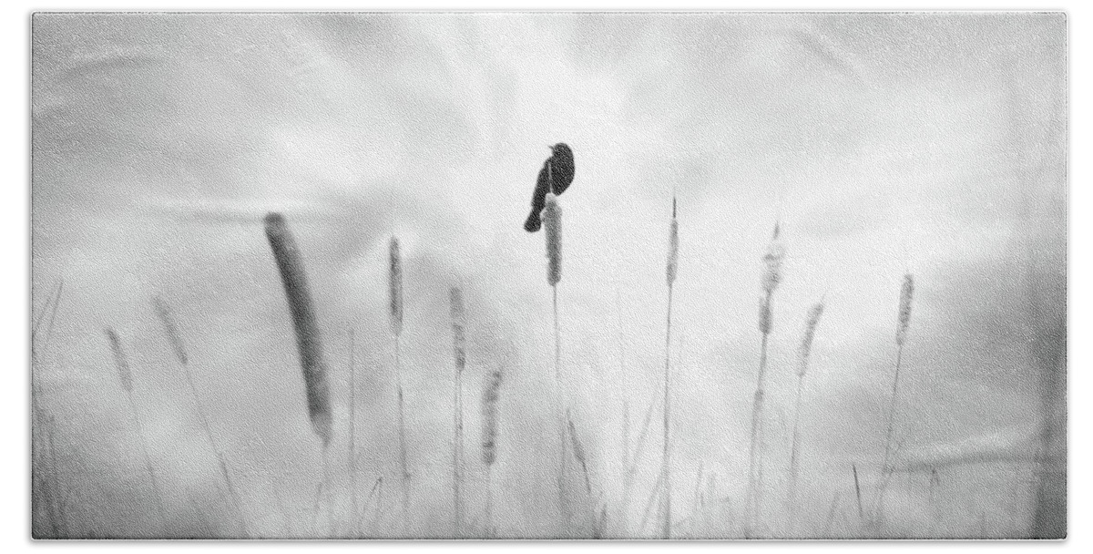 Bird; Black; Dream; Field; Message; Omen; Pussy Willow; White; John Poon; Cattail; Luck Beach Towel featuring the photograph Omen by John Poon