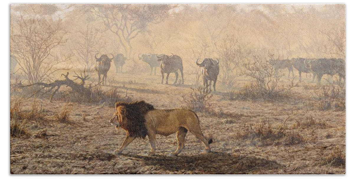 Lion Beach Towel featuring the painting On Patrol by Alan M Hunt