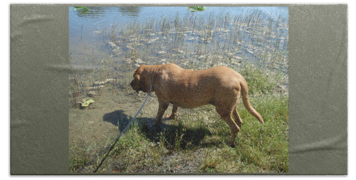 Bloodhound Beach Sheet featuring the photograph On the Hunt by Val Oconnor