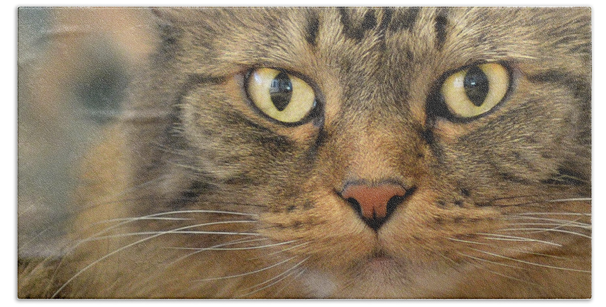 Kitty Beach Towel featuring the photograph On The Prowl by Jennifer Grossnickle