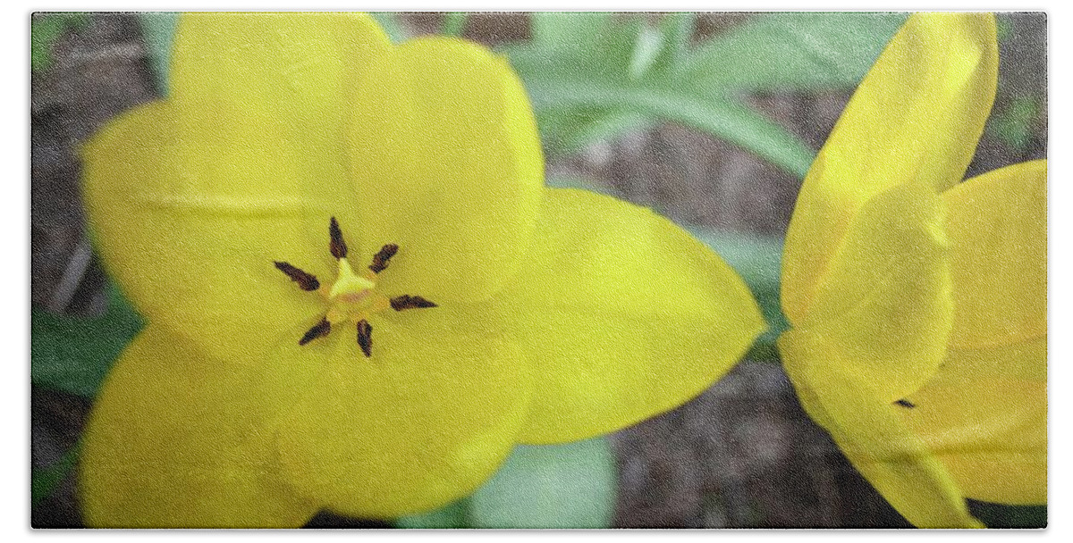 Hollander Beach Sheet featuring the photograph One and a Half Yellow Tulips by Michelle Calkins