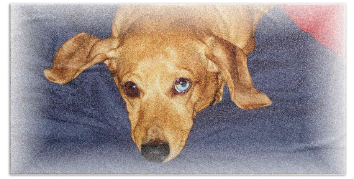 Dachshund Beach Towel featuring the photograph One Blue Eye by Nelson Strong