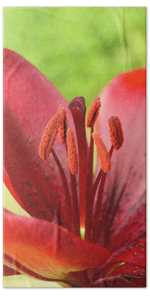 Red Beach Towel featuring the photograph One flower wish for prosperity. by Elena Perelman