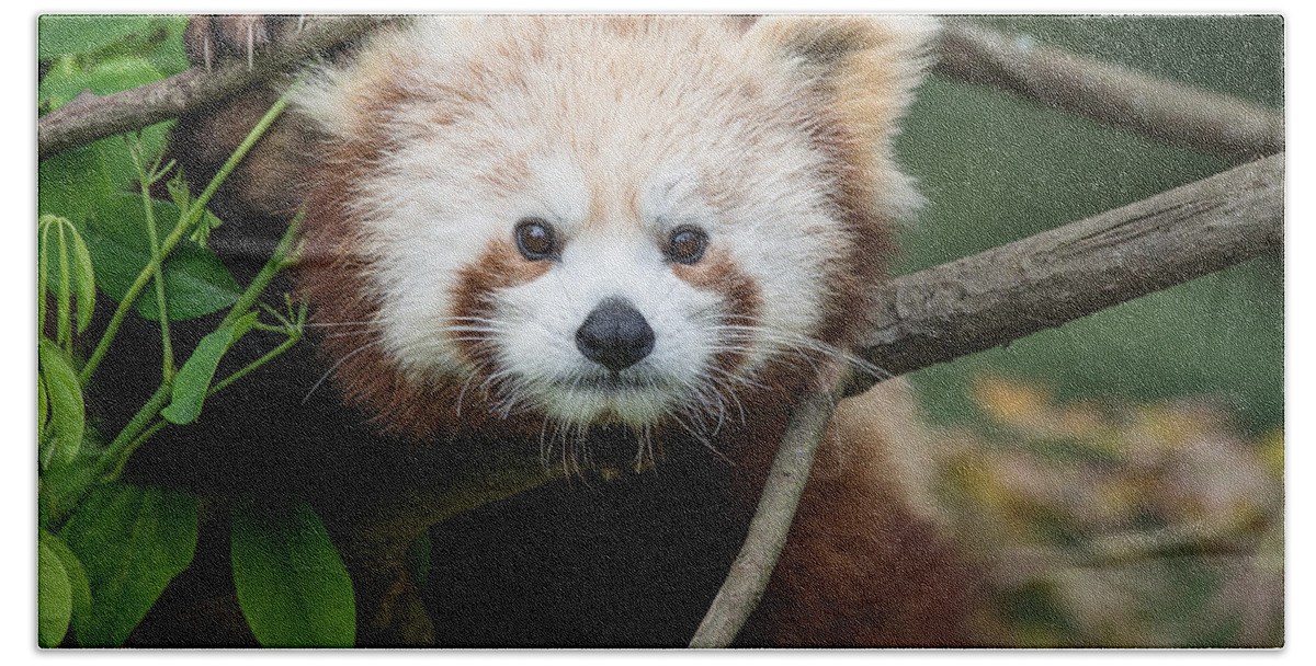 Red Panda Beach Towel featuring the photograph One Intense Critter by Greg Nyquist
