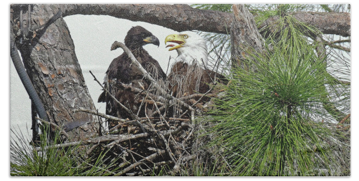 Eagles Beach Towel featuring the photograph one of the Twins looking at mom by Liz Grindstaff