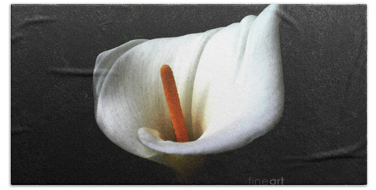 Calla Lily Beach Towel featuring the photograph The Light Dispels Darkness by Hazel Holland