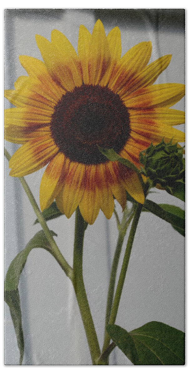 Yellow Beach Towel featuring the photograph Oops, did I do that? by Cheryl Charette