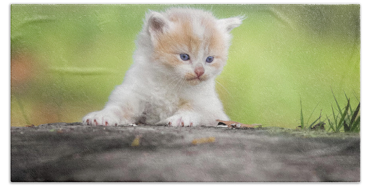 Kitten Beach Towel featuring the photograph Orange and white kitten by Jonathan Ross