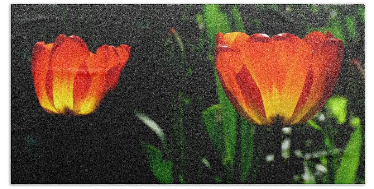 Tulips Beach Towel featuring the photograph Orange and Yellow Tulips by John Topman