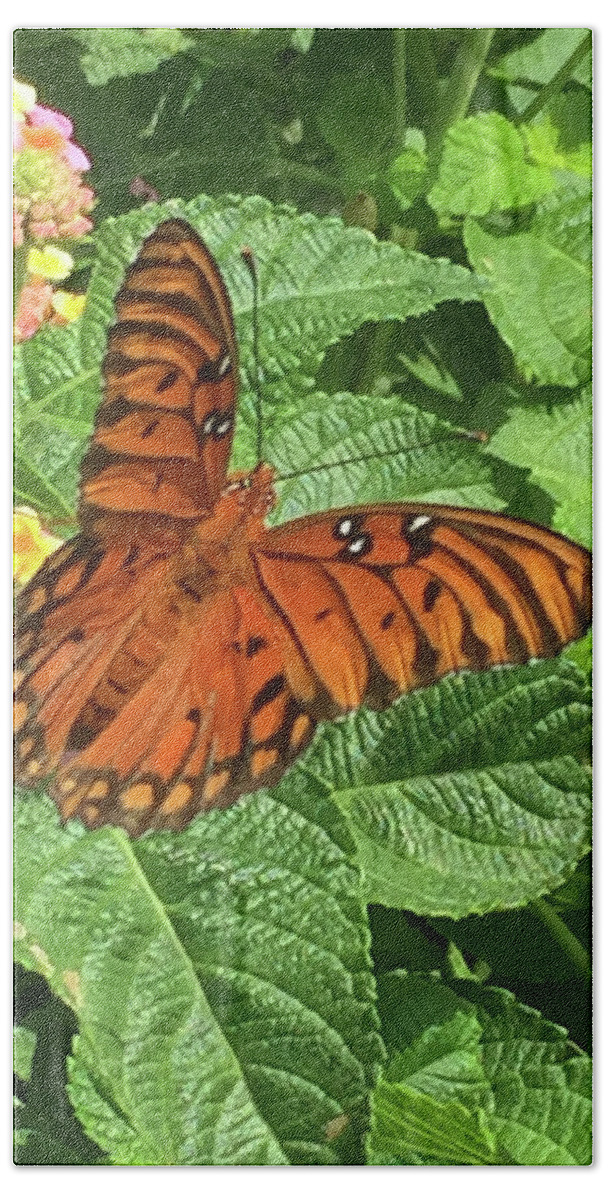 John 3:3 Jesus Replied Beach Sheet featuring the photograph Orange Butterfly  by Matthew Seufer