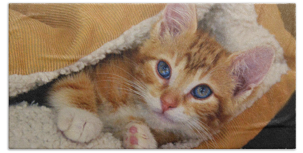 Cat Beach Towel featuring the photograph Orange Kitten Tucked Into Bed by Catherine Sherman