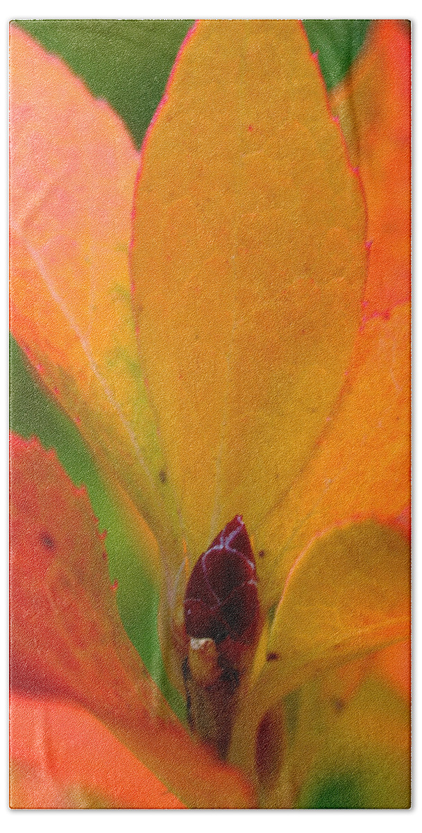 Autumn Beach Towel featuring the photograph Orange Leaves by Juergen Roth