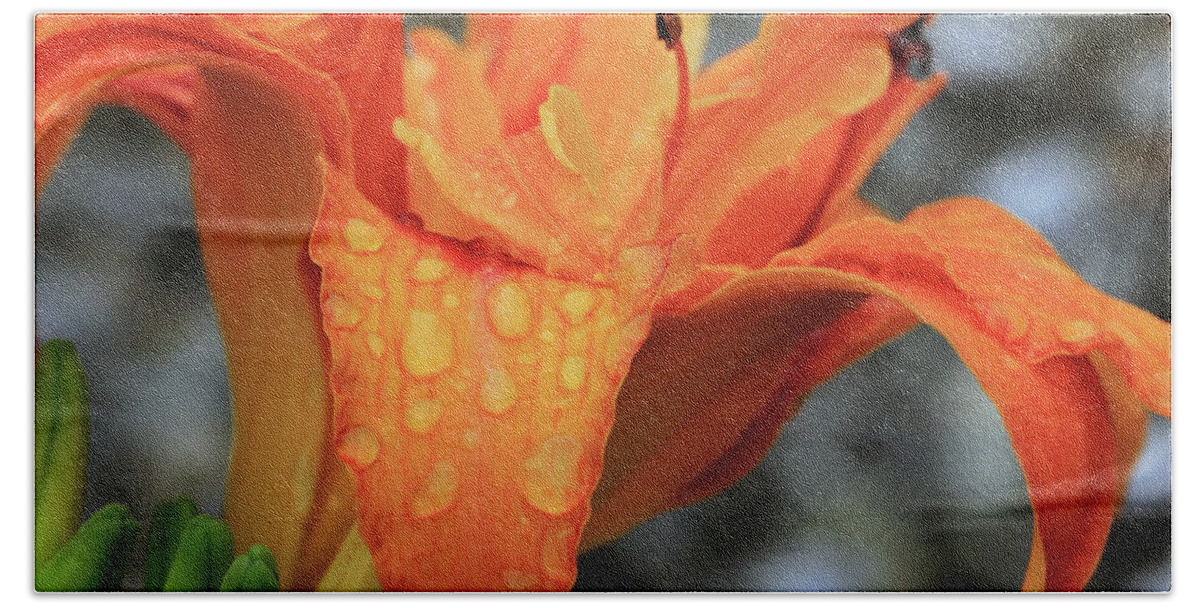 Lily Beach Towel featuring the photograph Orange Lily with Raindrops by Angela Murdock