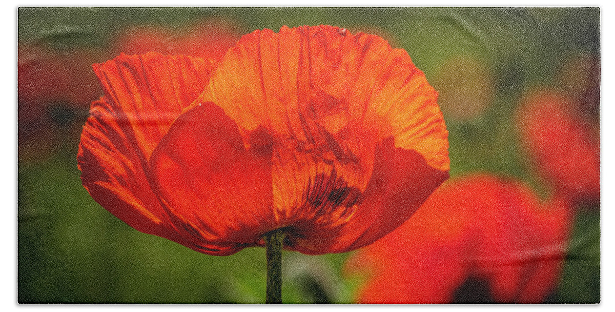 Agriculture Beach Sheet featuring the photograph Orange Poppy Bloom by Teri Virbickis