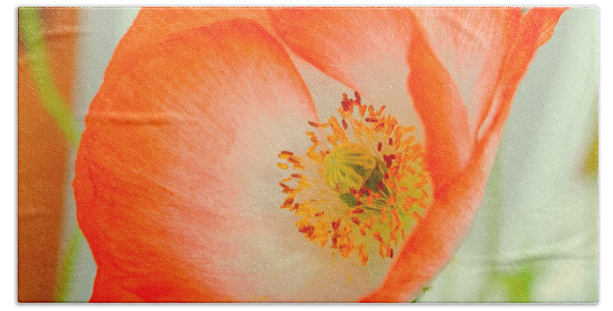 Orange Poppy Beach Towel featuring the photograph Orange Poppy Offering Nectar by Mary Deal