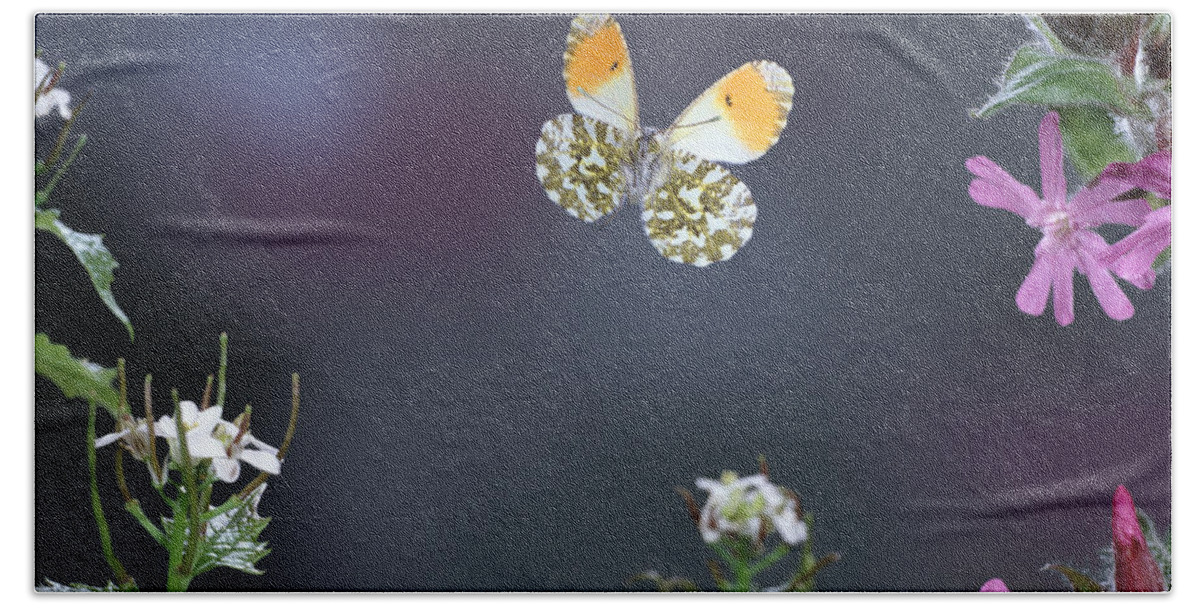 Anthocharis Cardamines Beach Towel featuring the photograph Orange Tip Butterfly by Warren Photographic